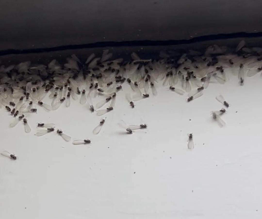 Redd Pest Control field work 3