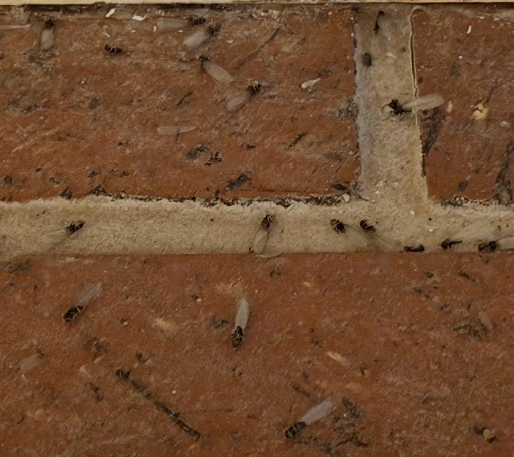 Termite Control